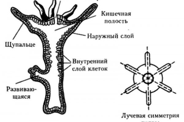 Как вернуть деньги с кракена